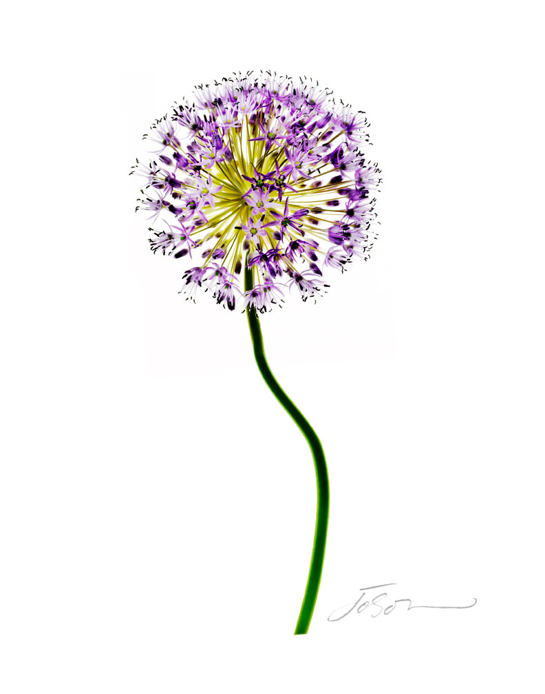 Allium  Giganteum 