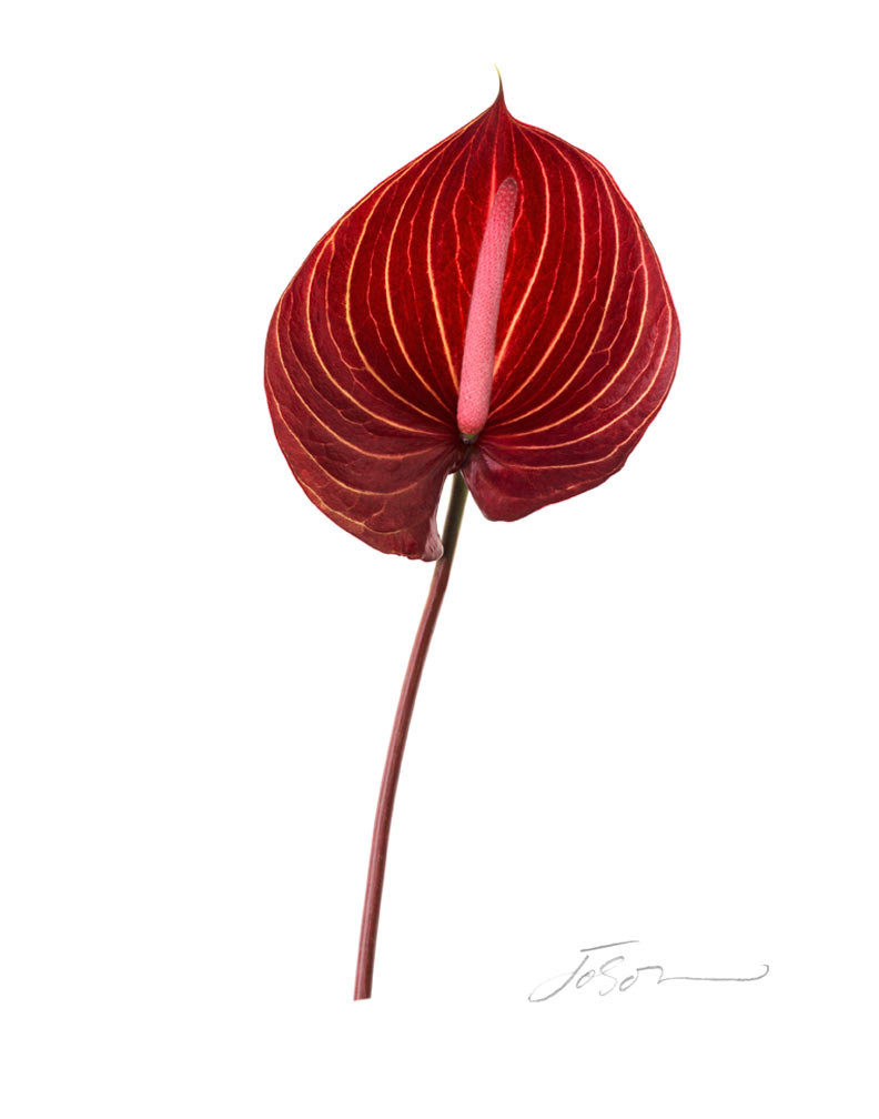Anthurium andraeanum