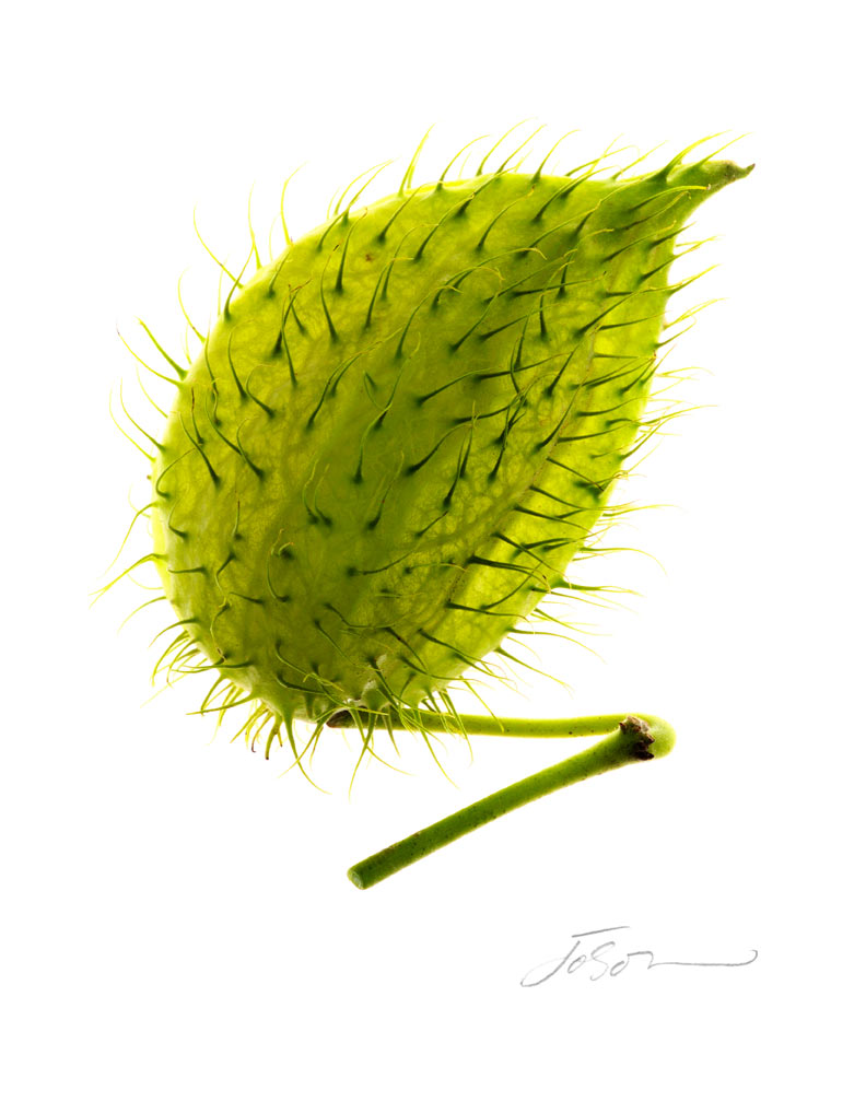 Asclepias-Physocarpa_01145
