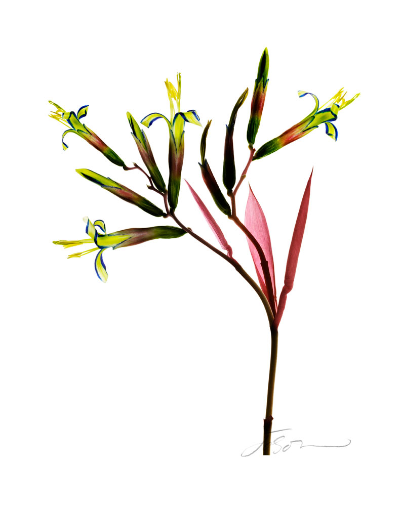 Billbergia nutans, (Queen