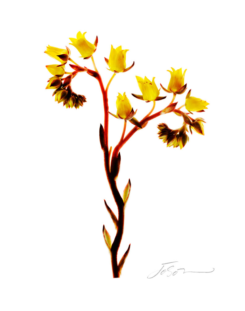 Echeveria_02327