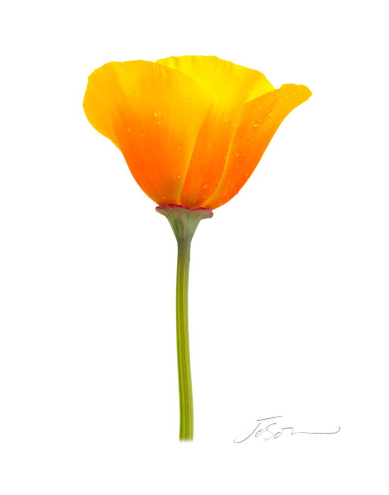 Californica poppy--Eschscholzia californica