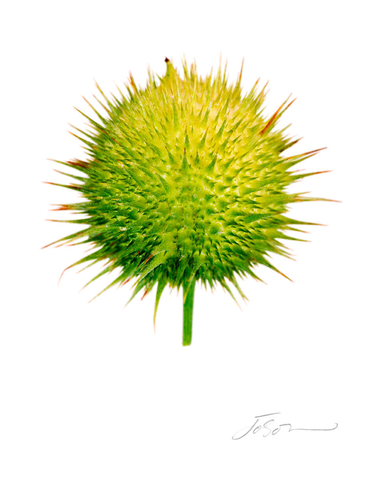 Marah macrocarpus 