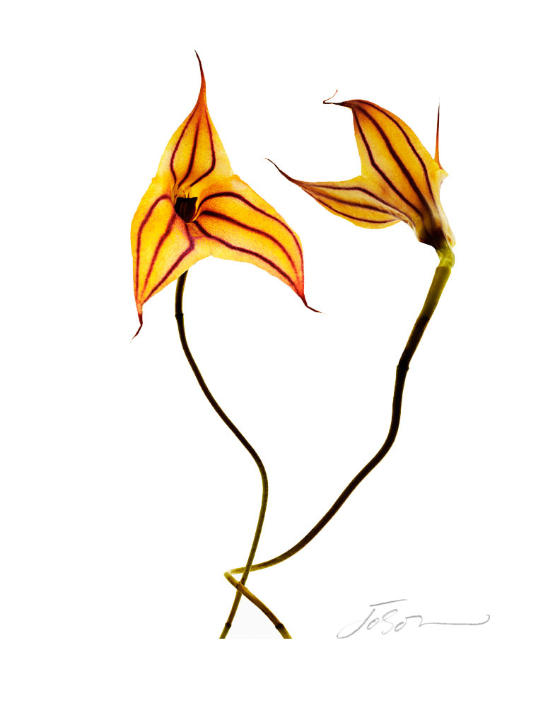 Yellow Orchid ‘Pat Akehurst’--Masdevallia