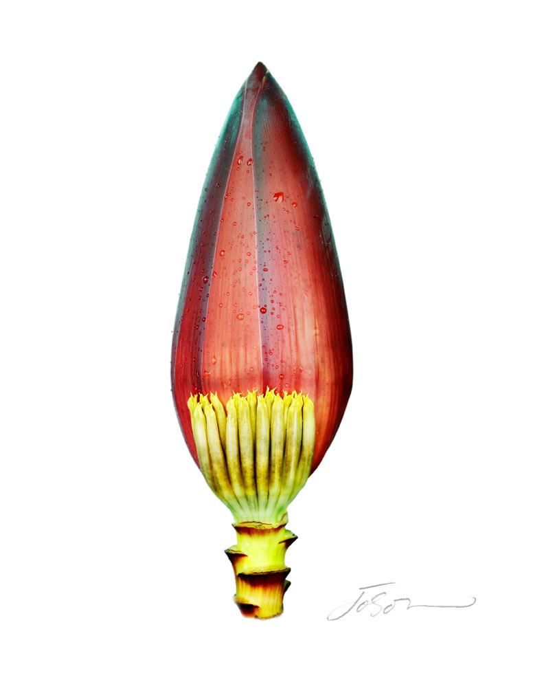  Banana flower- Musa acuminata