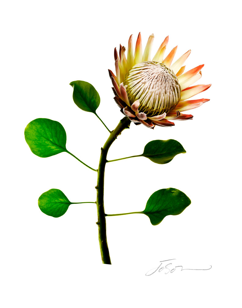 Protea-cynaroides