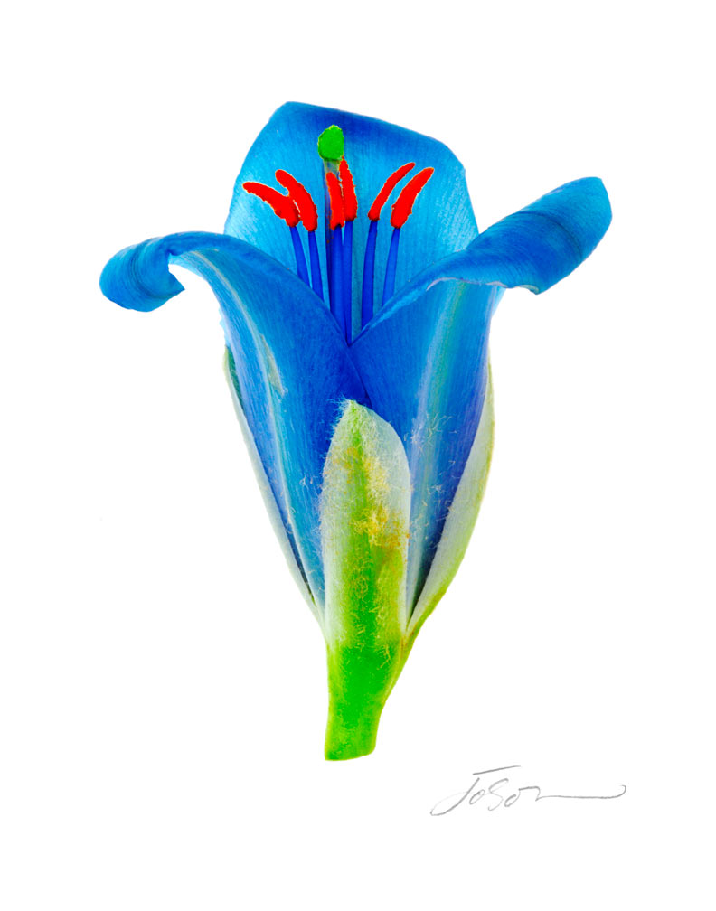 Puya Berteronina 