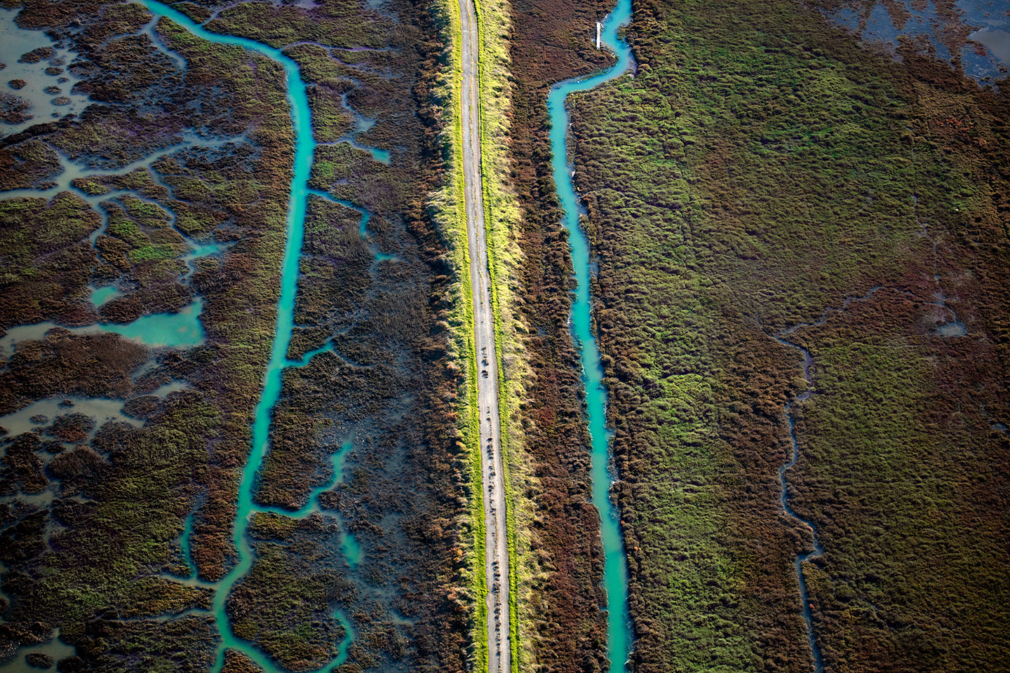 San Francisco Salt Ponds_22
