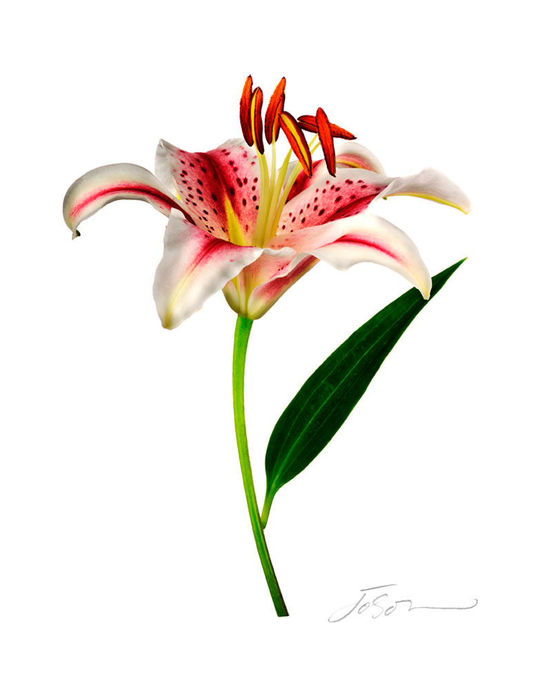 Stargazer lily Lilium orientalis