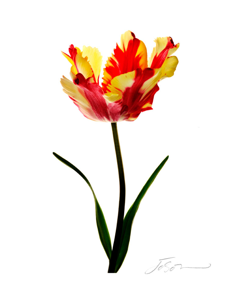 Texas Flame Tulip  --Tulipa