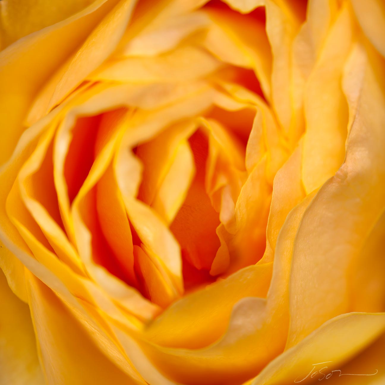 Orange Rose  --Rosaceae