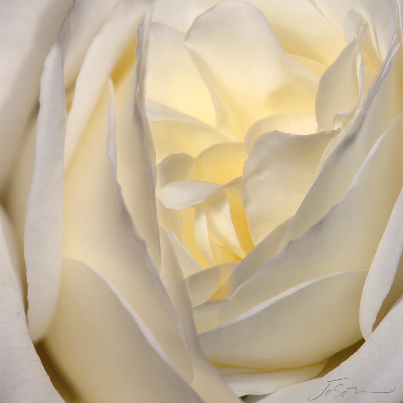 White Rose --Rosaceae