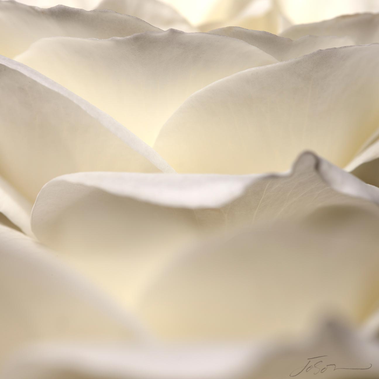 White Rose --Rosaceae