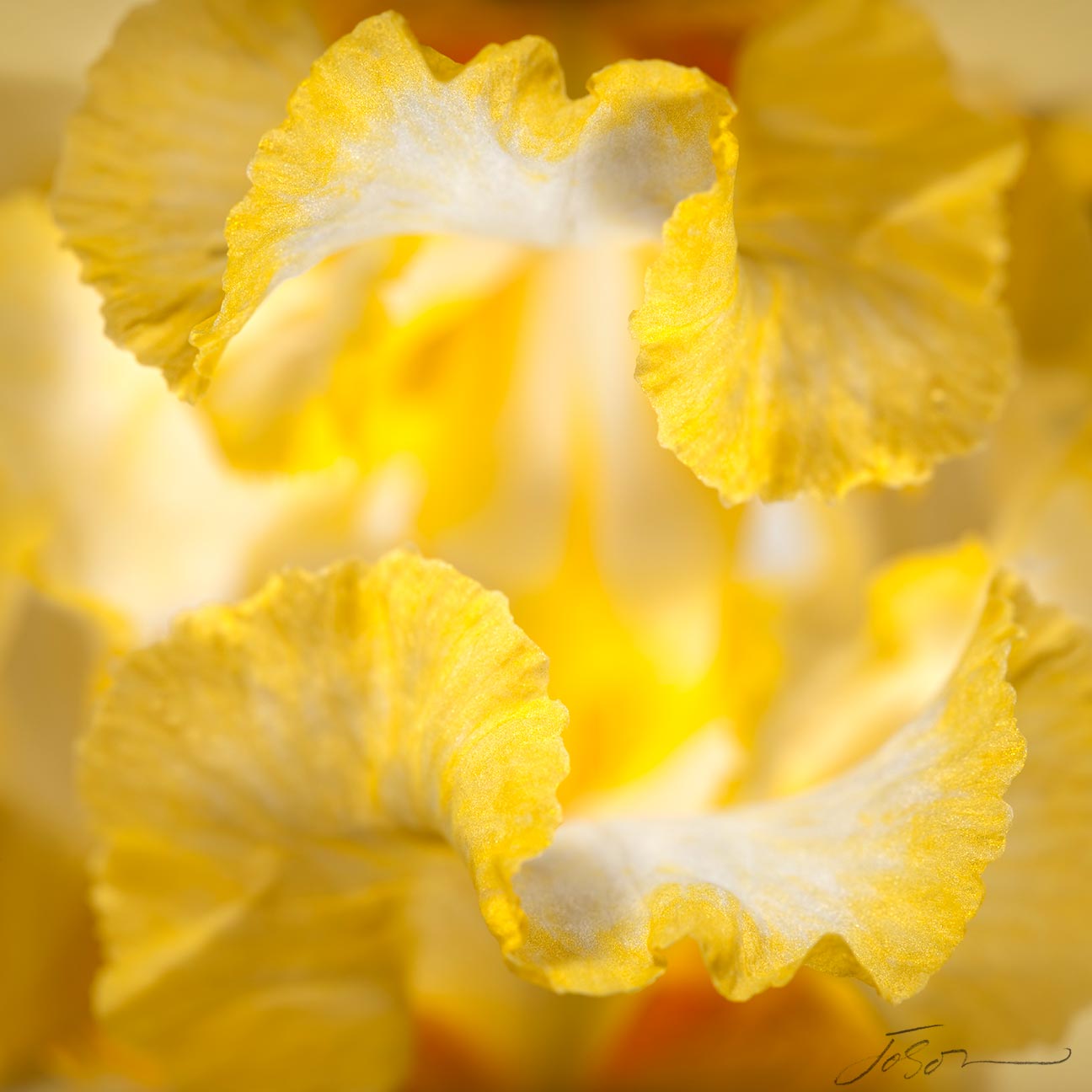 Yellow iris (Iris ) by joSon 