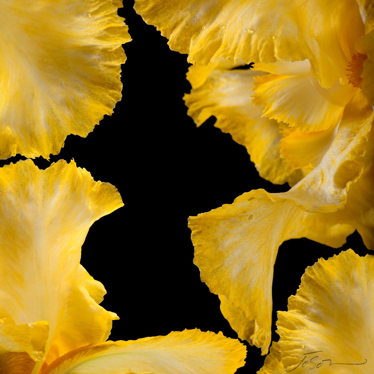 Yellow iris (Iris ) By joSon