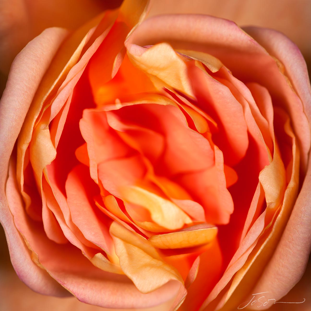 Orange Rose  --Rosaceae
