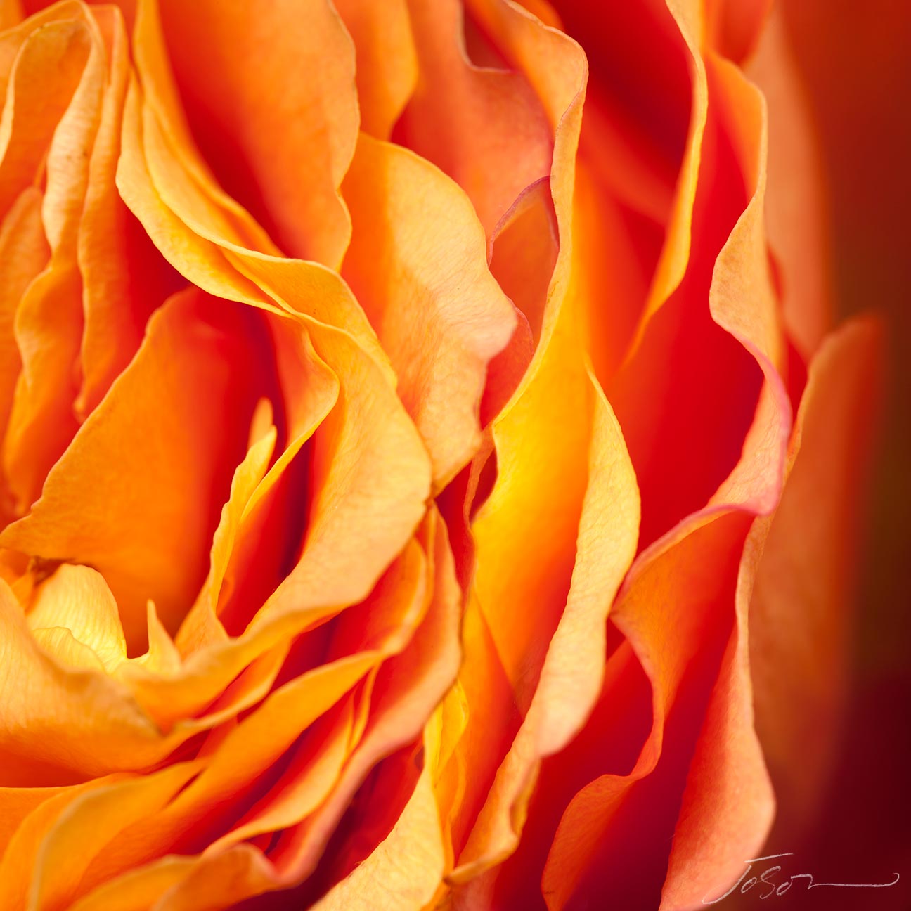 Orange Rose --Rosaceae