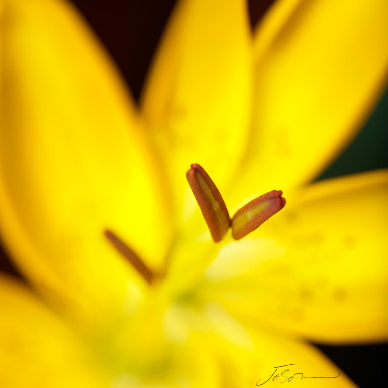 Yellow Asiatic Lily by joSon