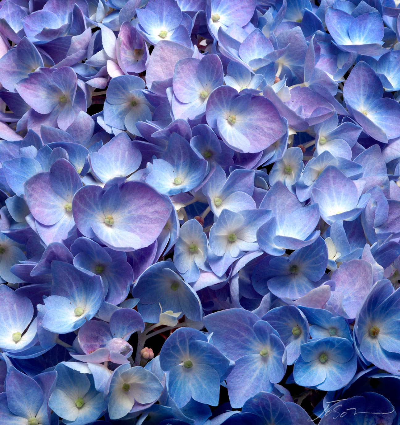 Blue Hydrangea # 1 by joSon