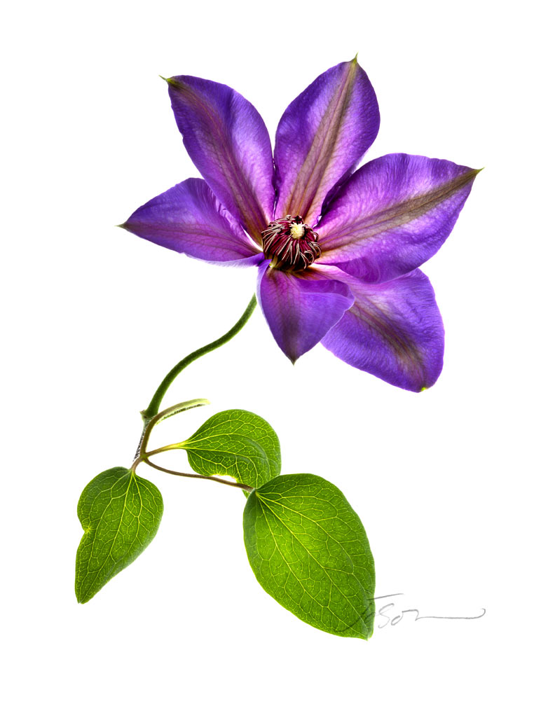  Purple Clematis- Clematis isolated