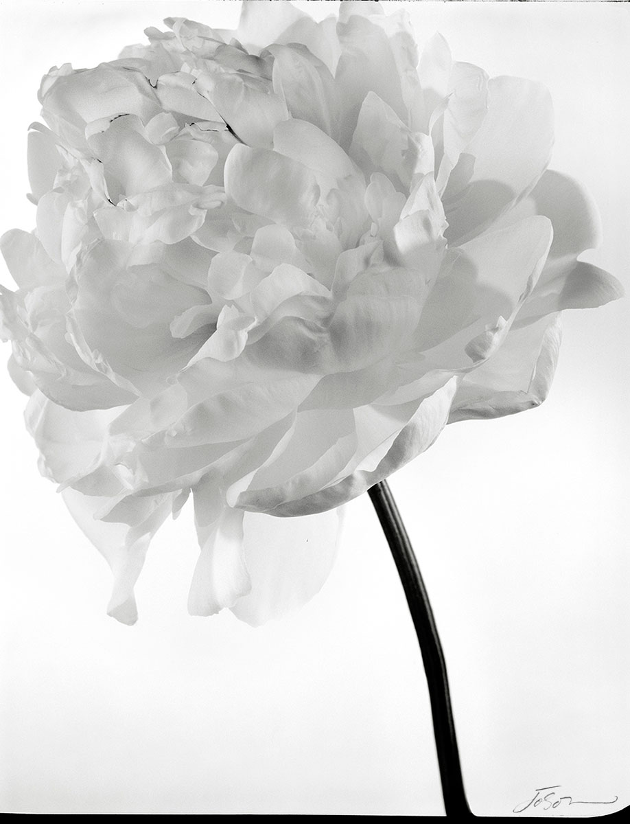 White Peony (Paeonia) 