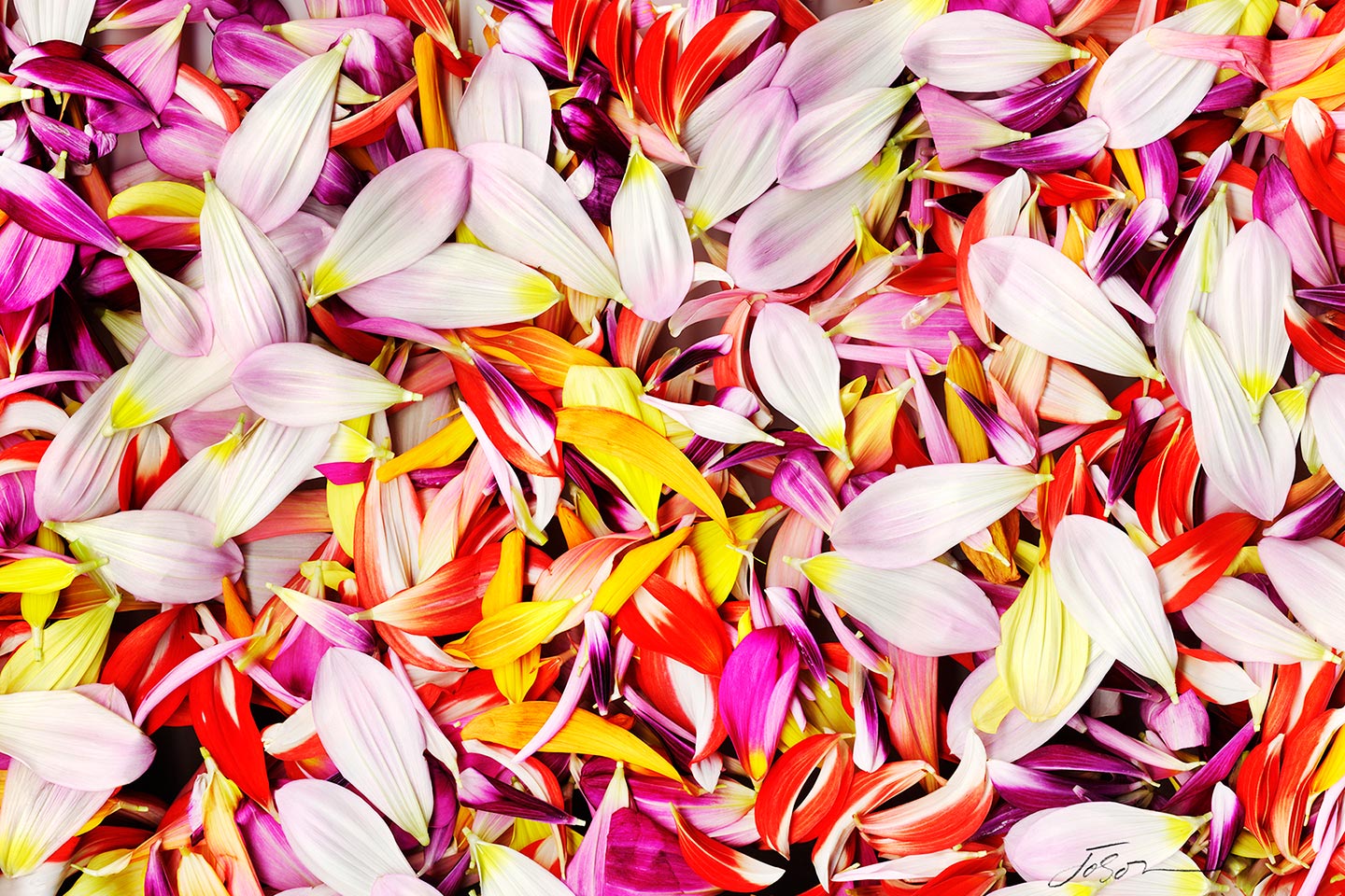 Colorful Dahlia  Petals
