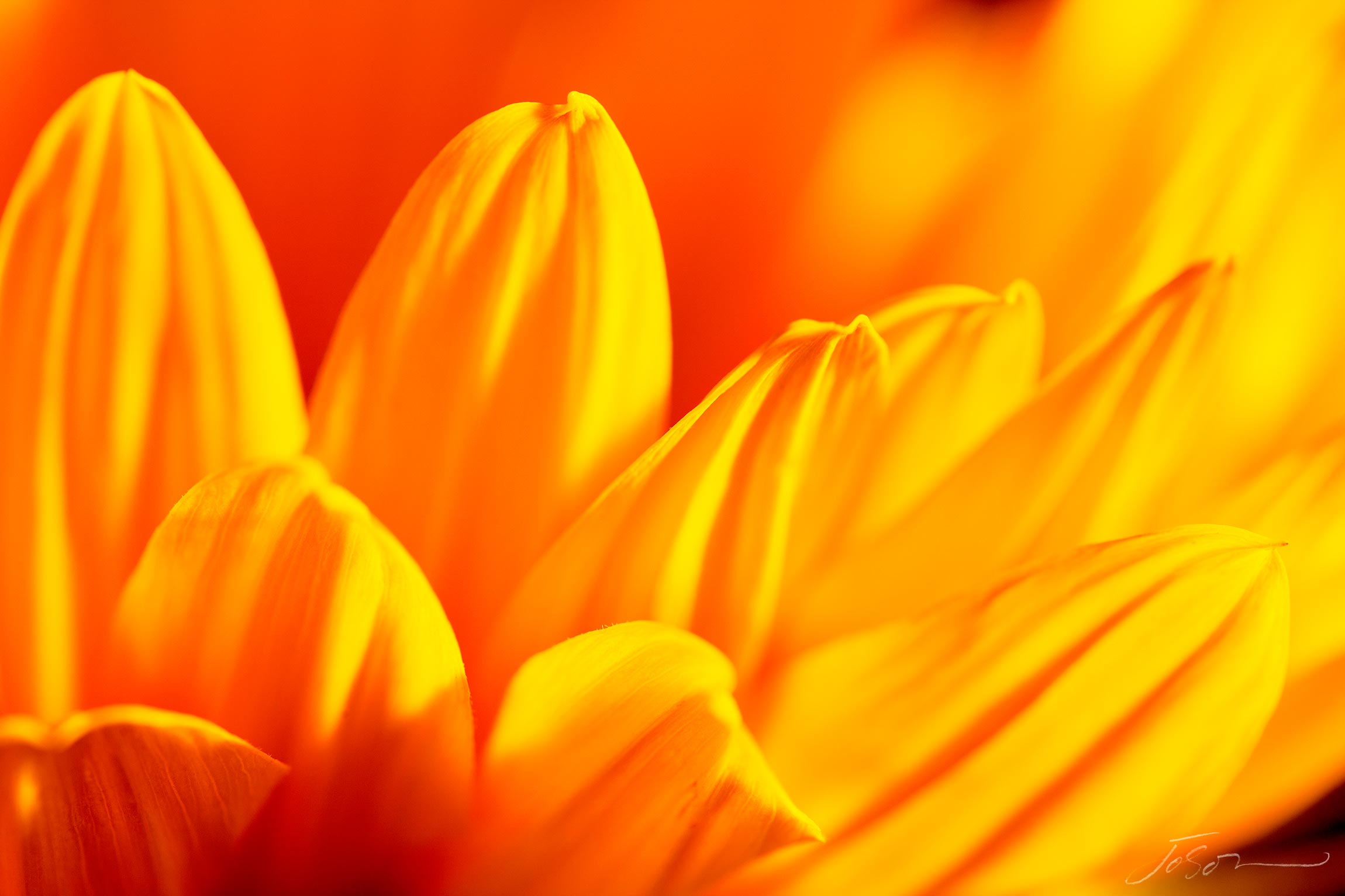 Sunflower  --Helianthus annuus