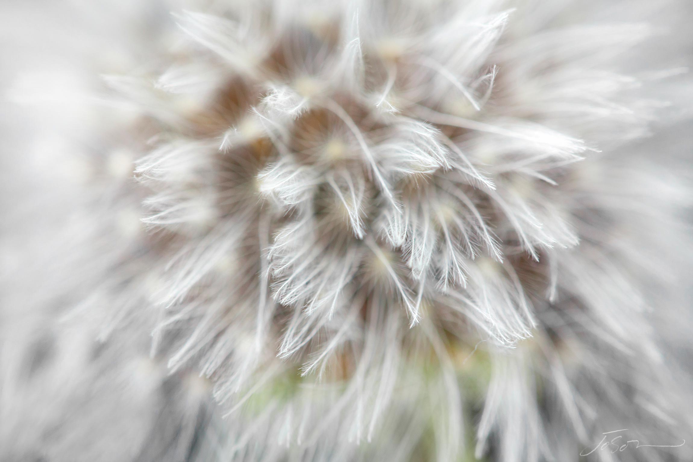 Dandelion Seed Head --Taraxacum officinale