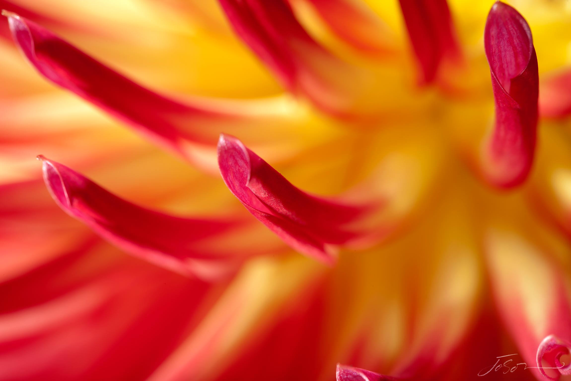Red and Yellow Dahlia --Abridge Natalie by joSon
