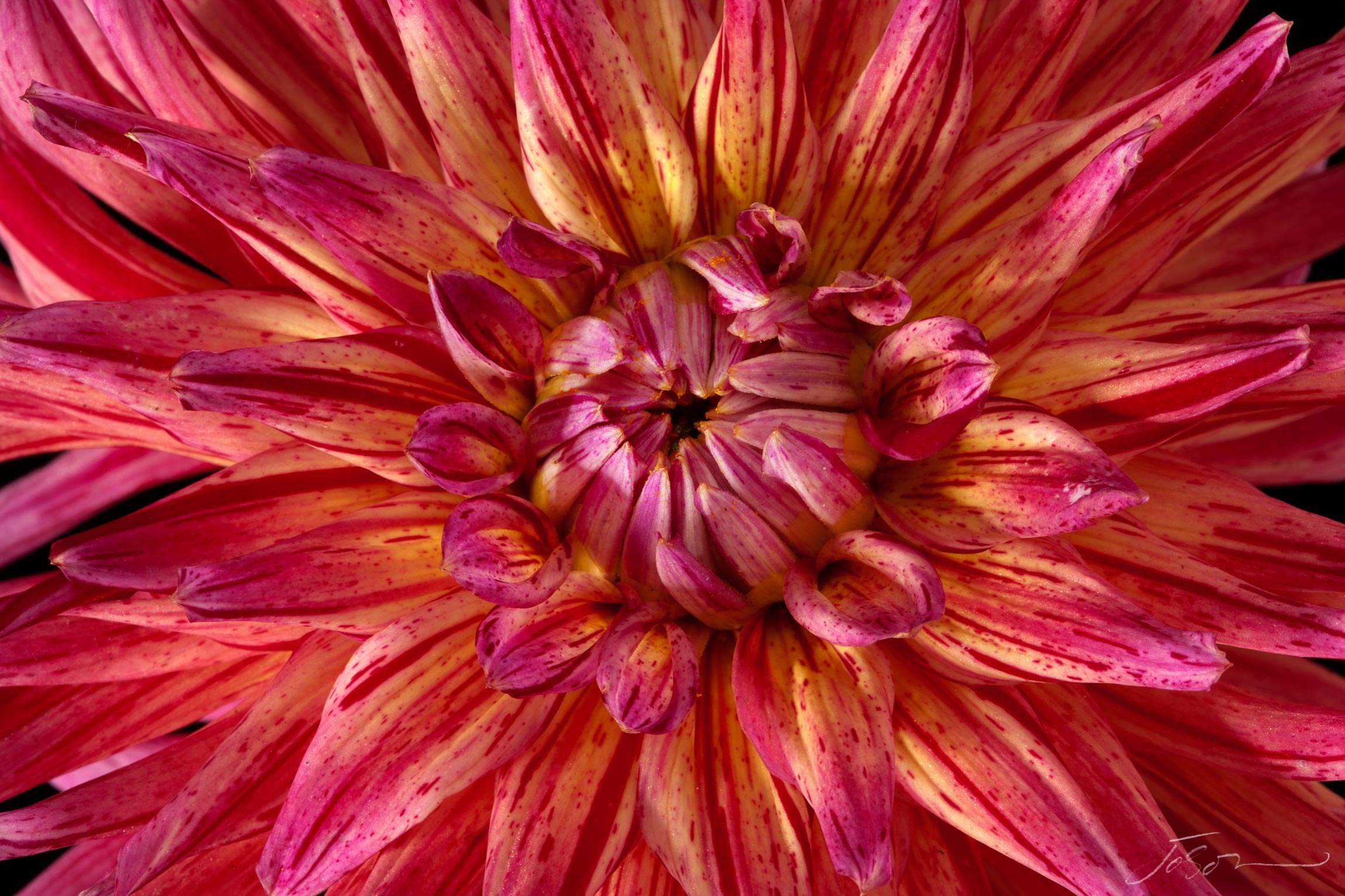 Dahlia --Abridge Natalie by joSon