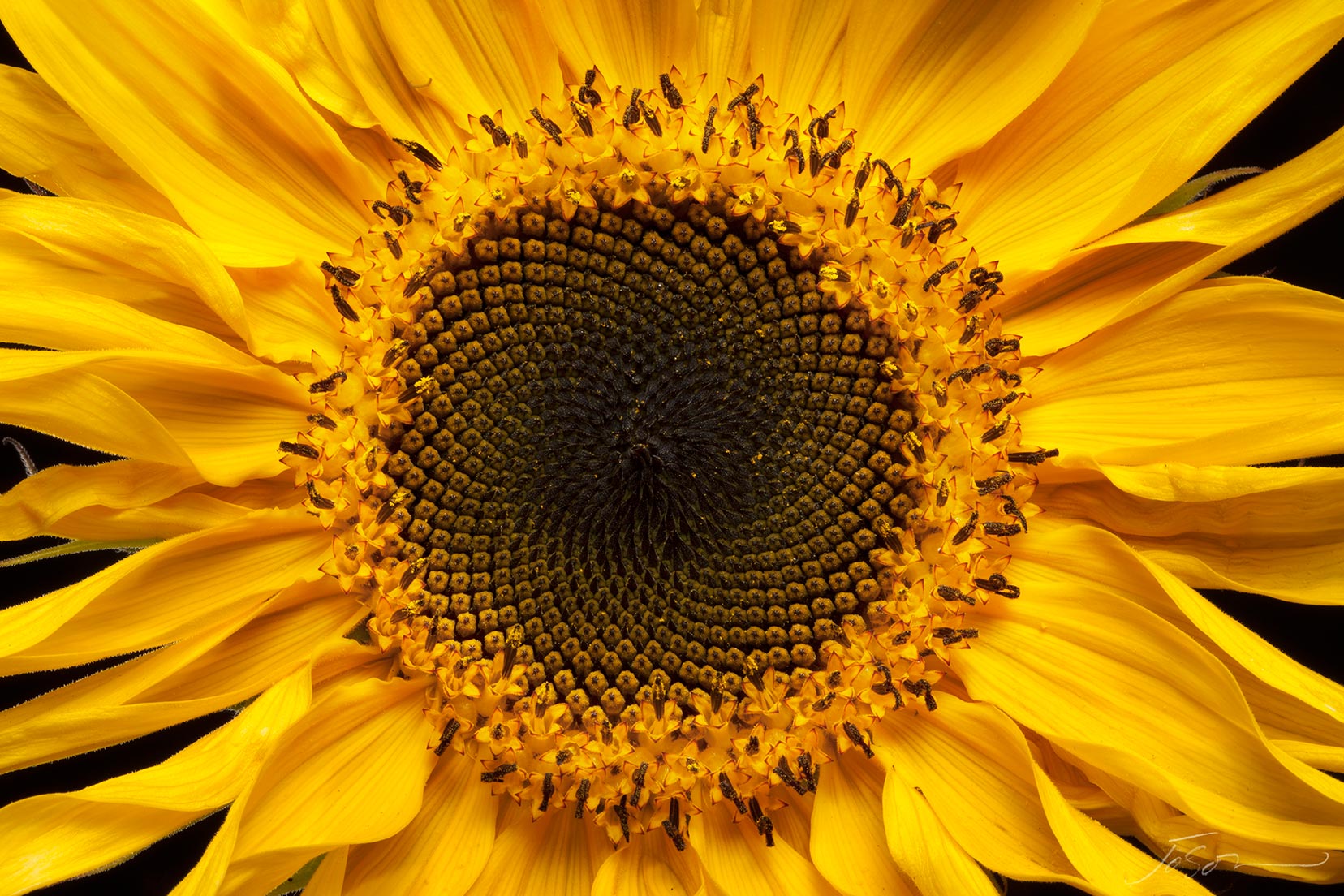 Sunflower --Helianthus annuus