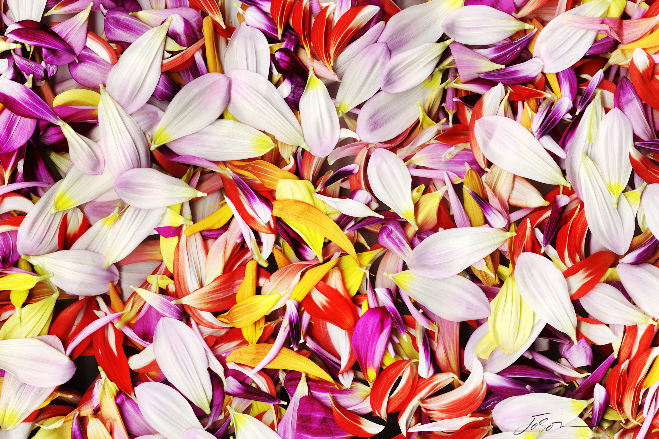 Colorful Dahlia  Petals by joSon