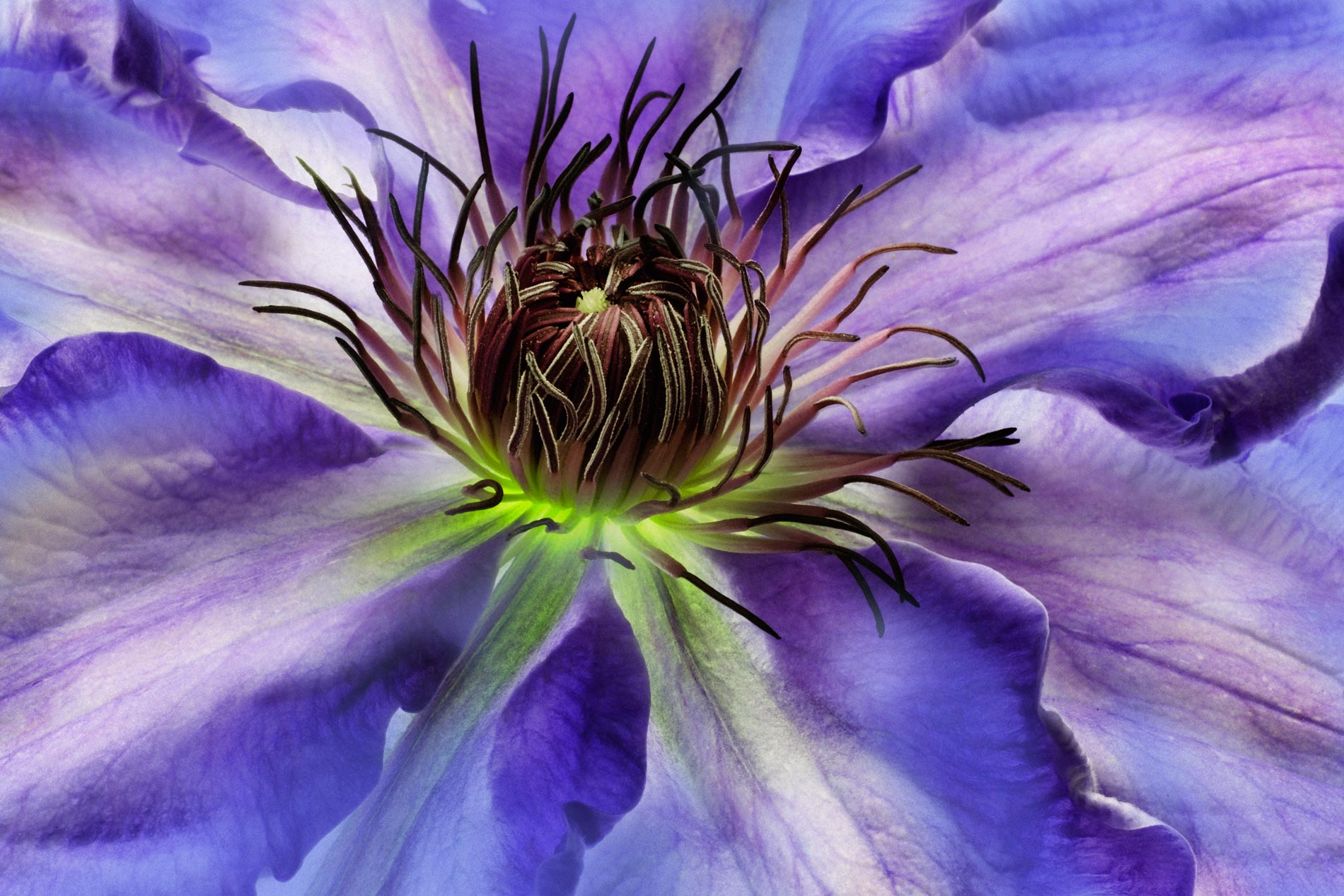 Purple Clematis --Clematis sp.