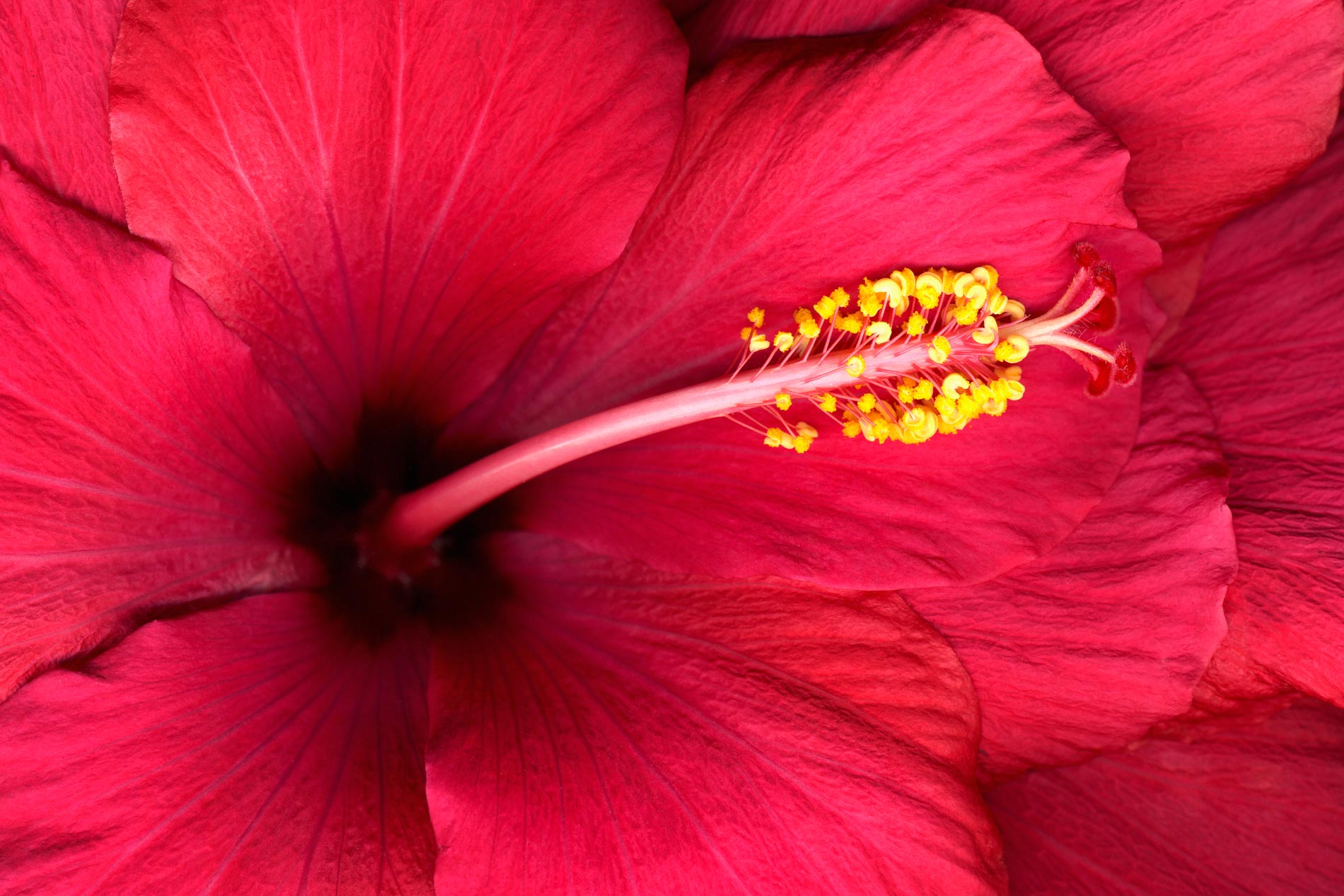 Red Hibiscus flower --Hibiscus 