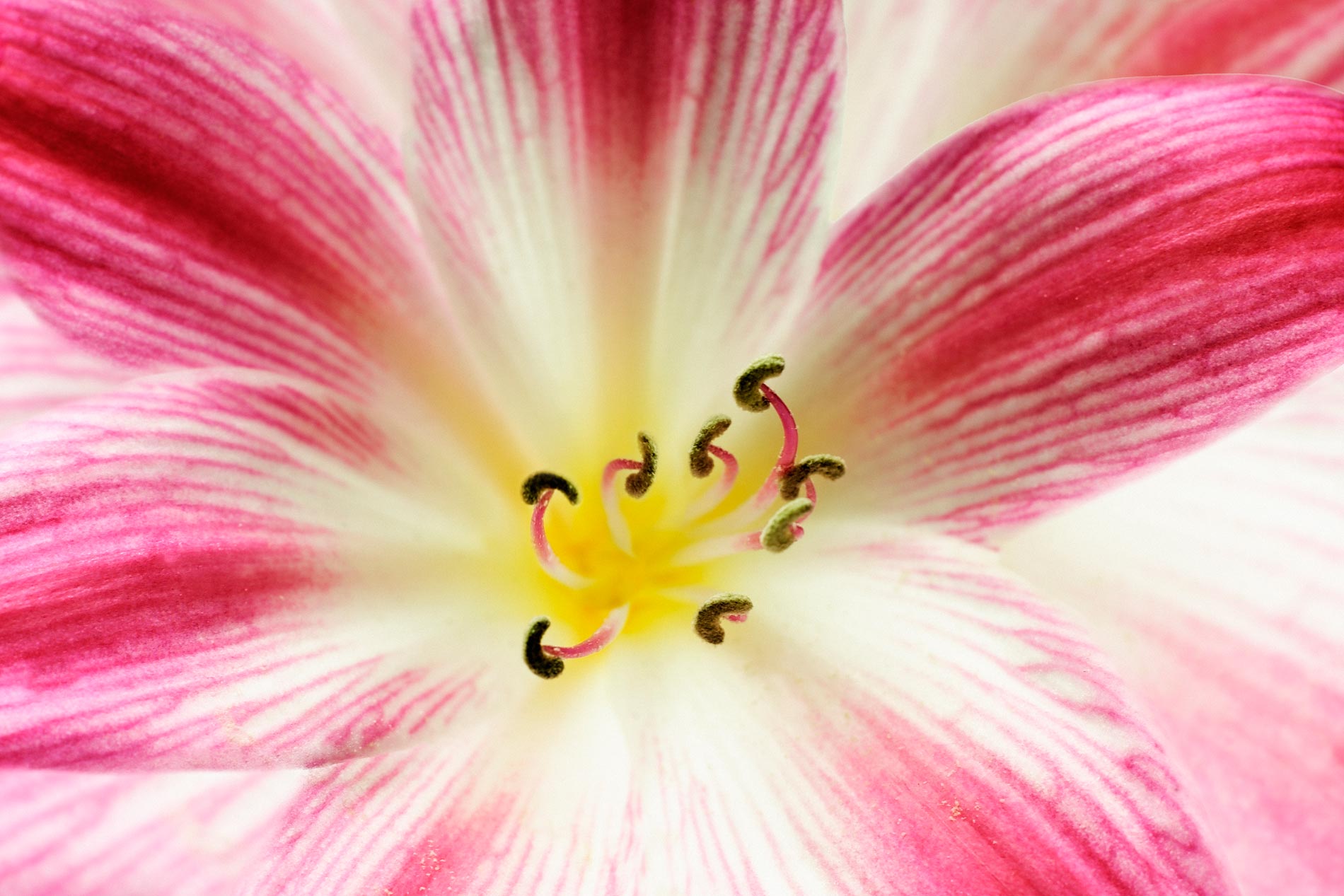 Resurrection Lilies  --Lycoris squamigera