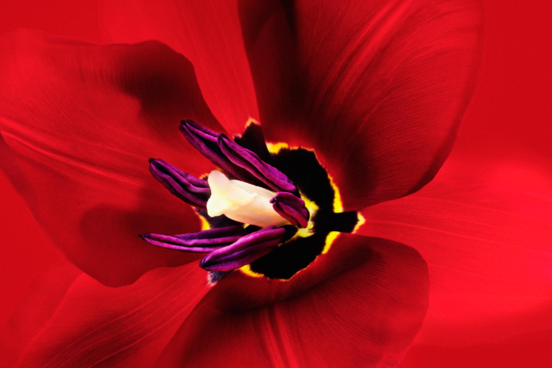 Red Tulip --Tulipa sp.