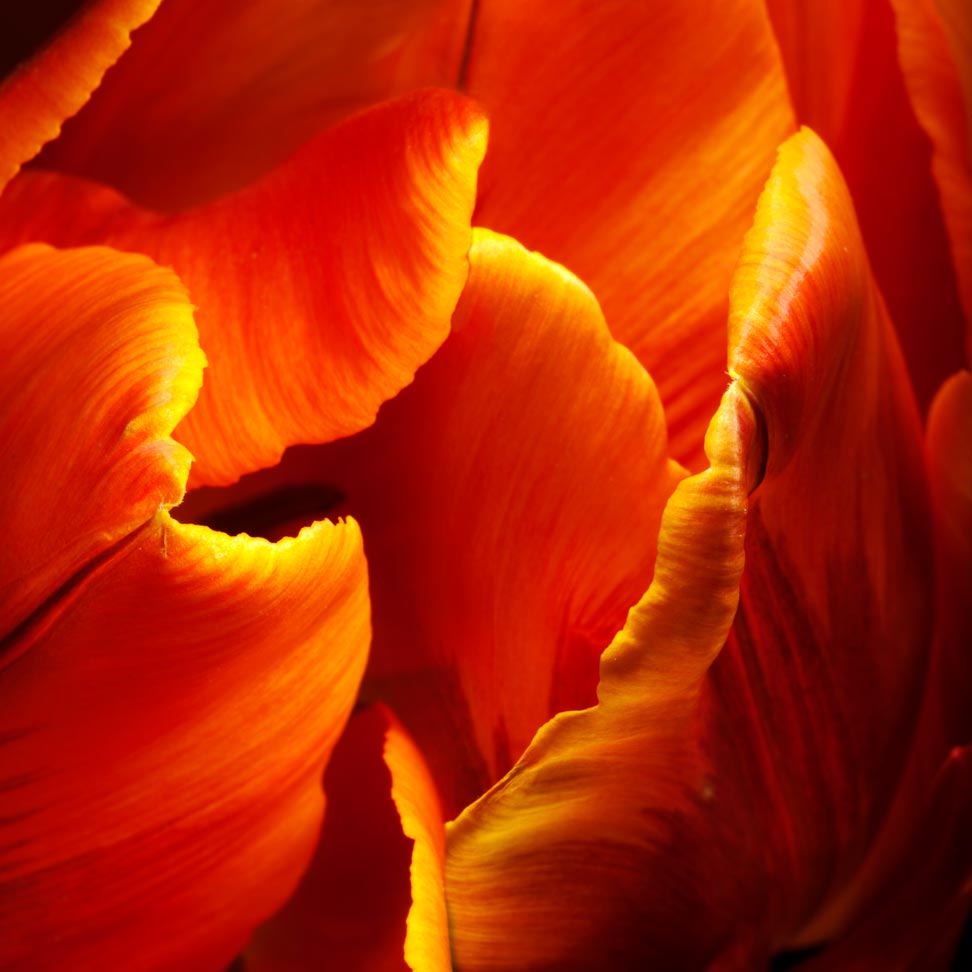Salmon Parrot tulip --Tulipa by joSon