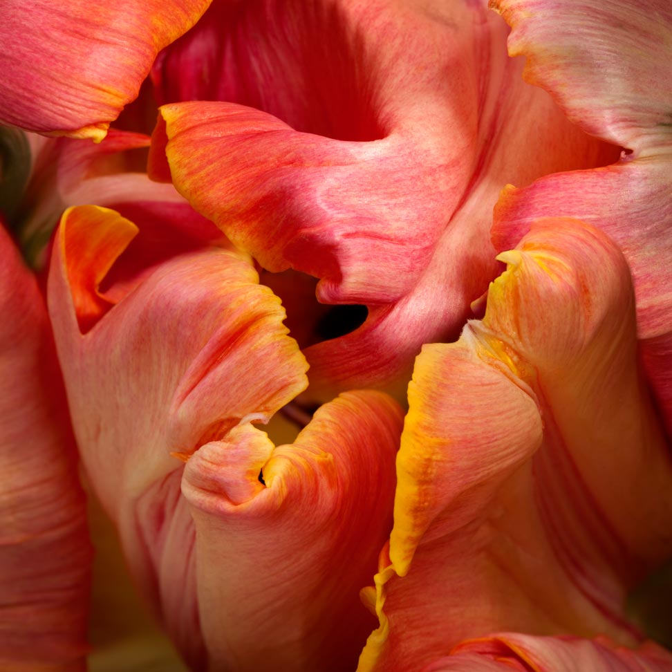 Salmon Parrot Tulip --Tulipa by joSon