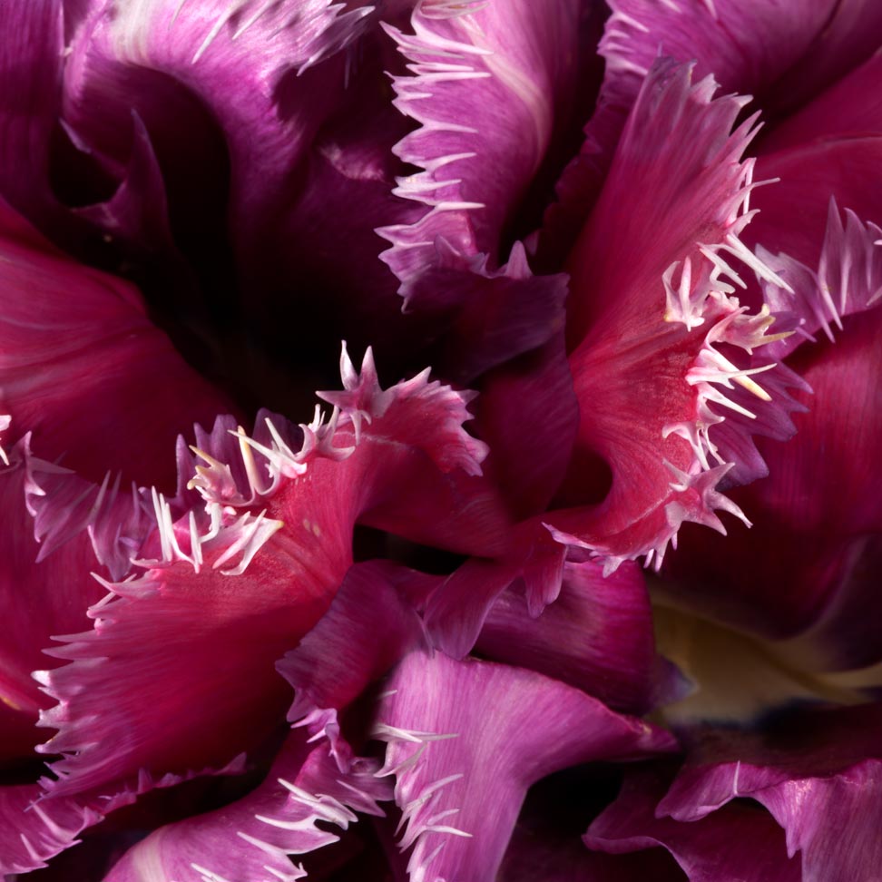 Mascotte Tulip --Tulipa by joSon