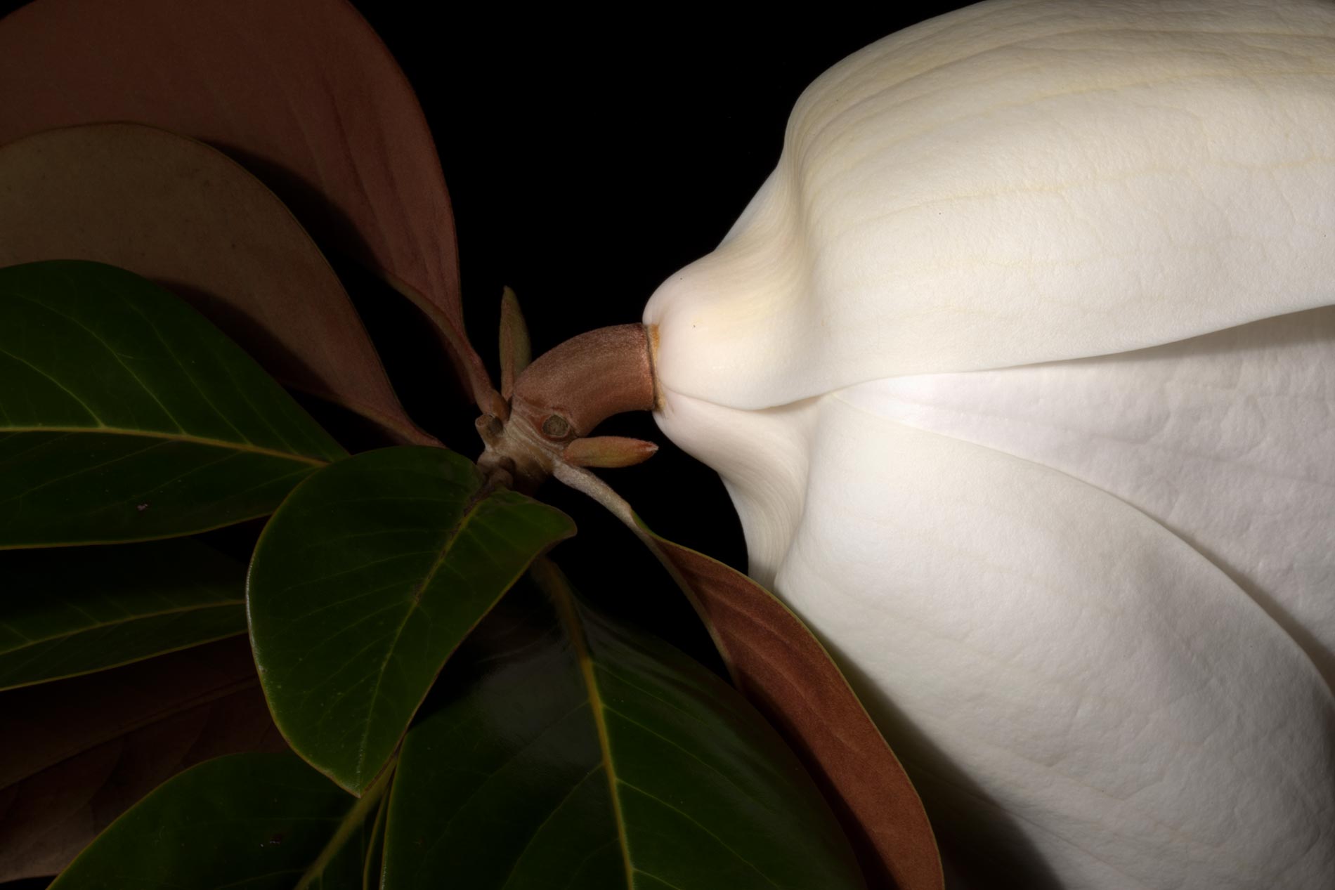 Magnolia --Magnolia (1 of 2) 