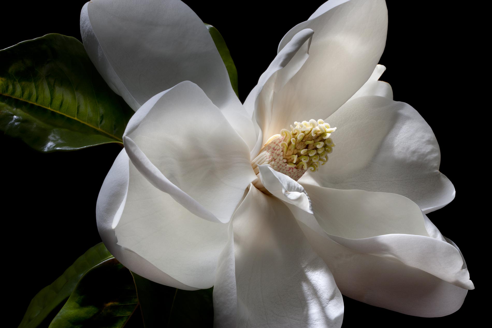 Magnolia --Magnolia (2 of 2) 