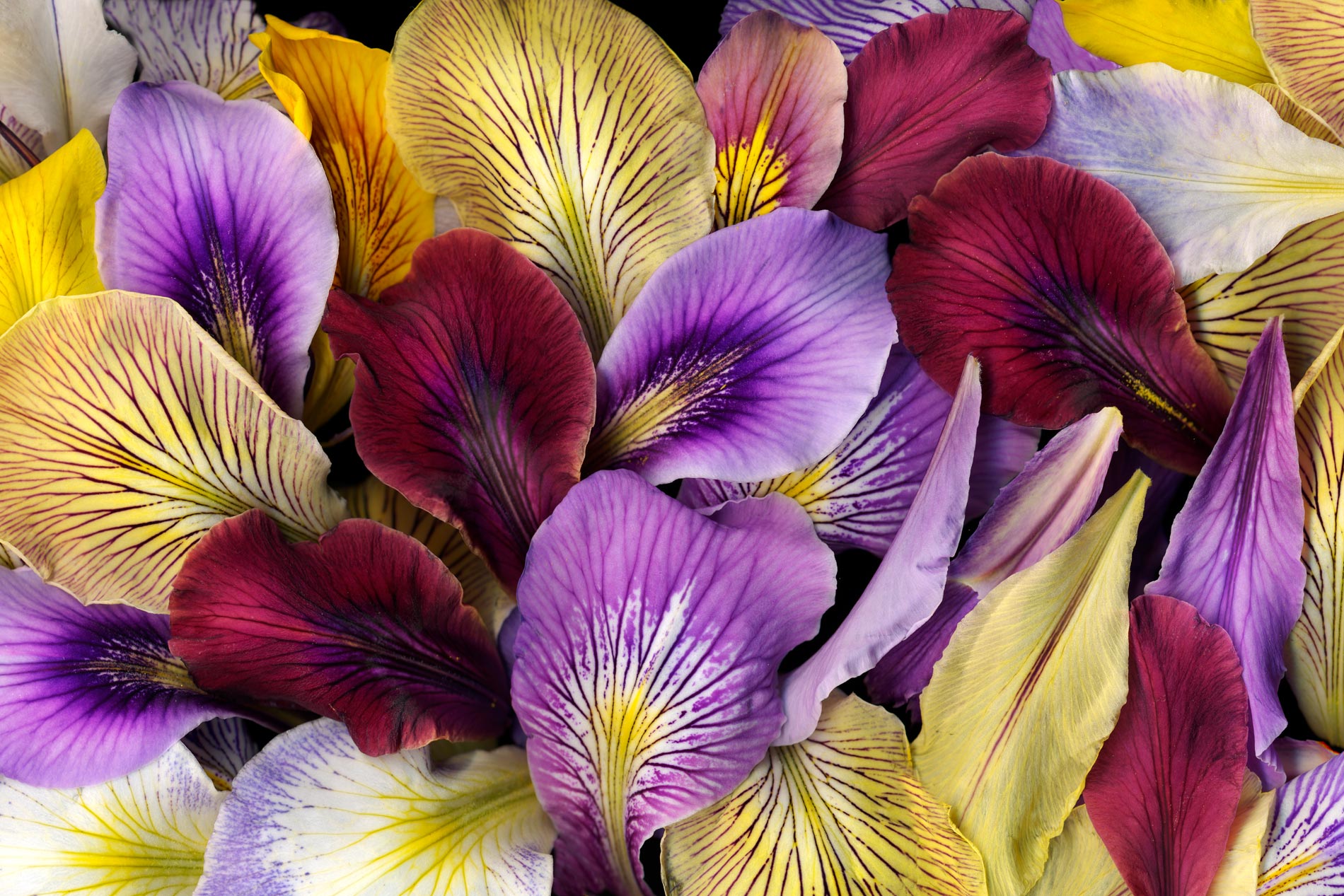 Colorful Iris Petals