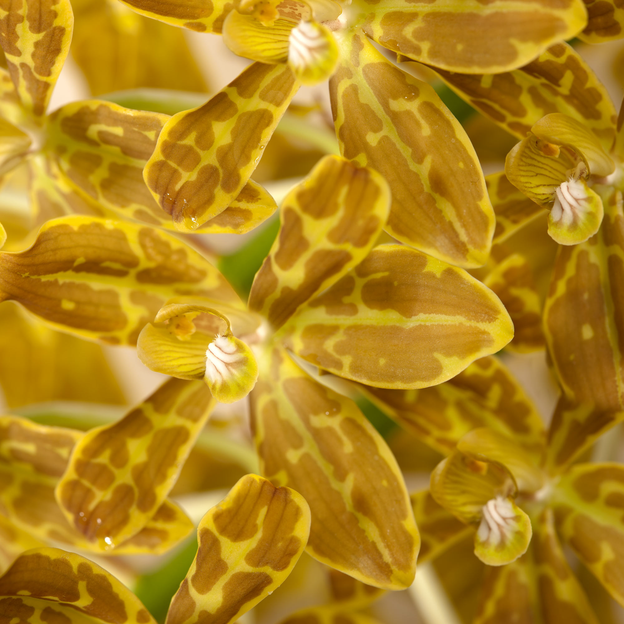 Green and Brown Orchid --Orchidaceous by joSon