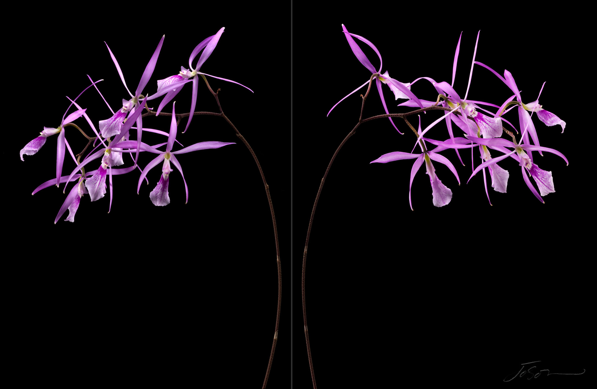 joSon_Orchid_flower_21.jpg
