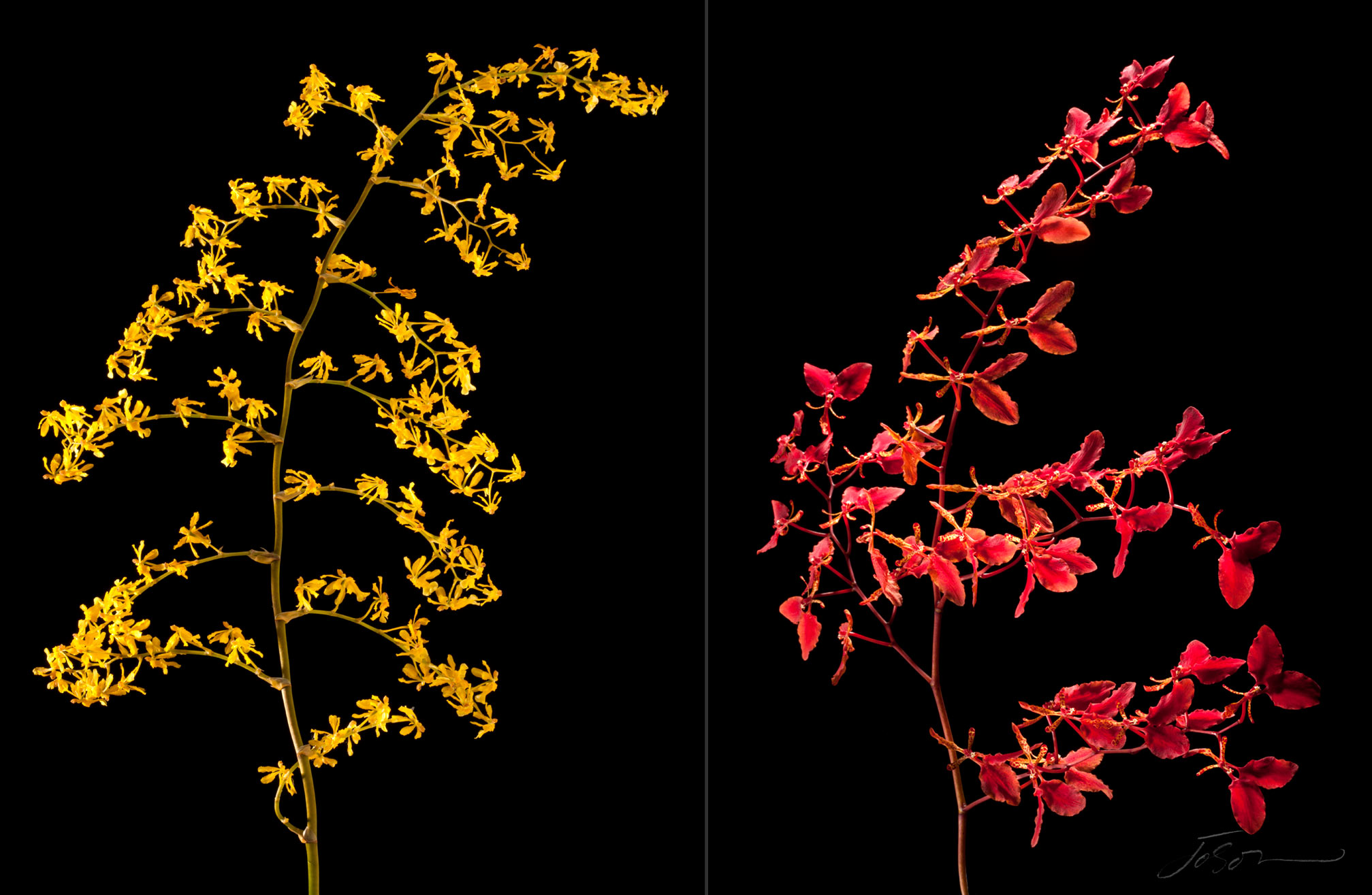 joSon_Orchid_flower_29.jpg