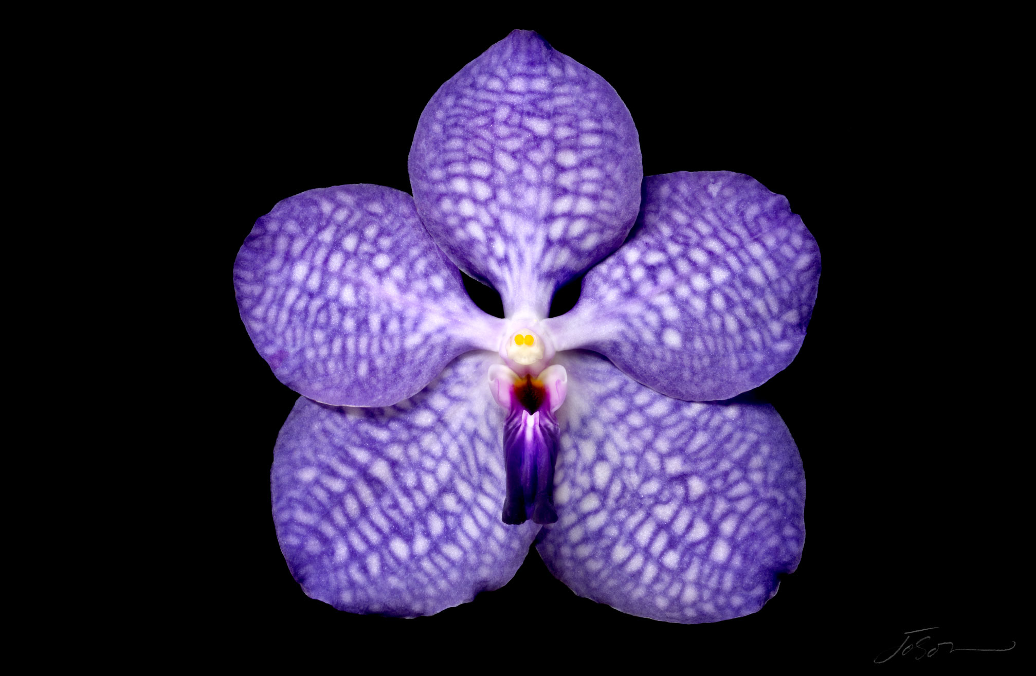 joSon_Orchid_flower_36.jpg