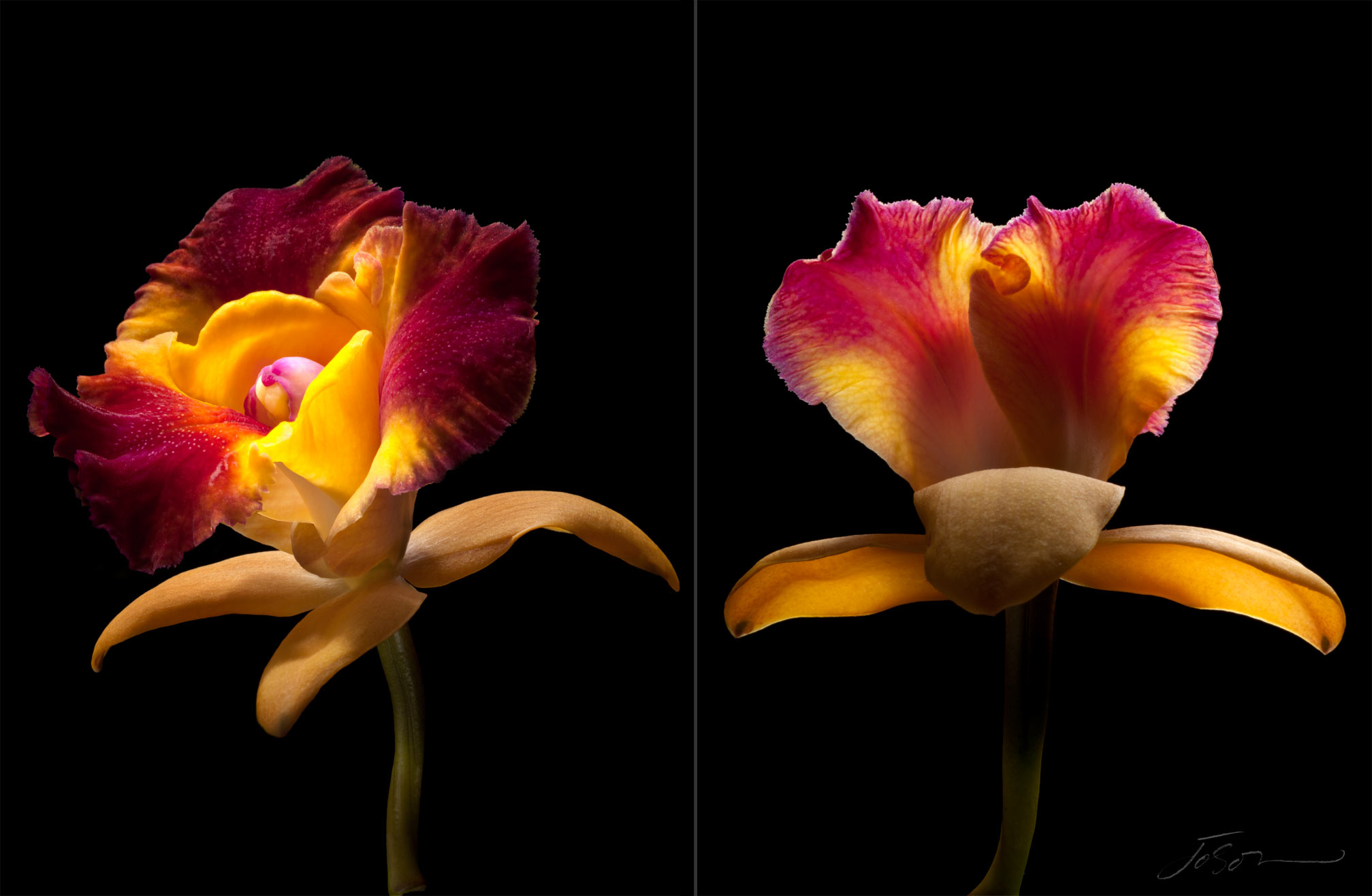 joSon_Orchid_flower_42.jpg