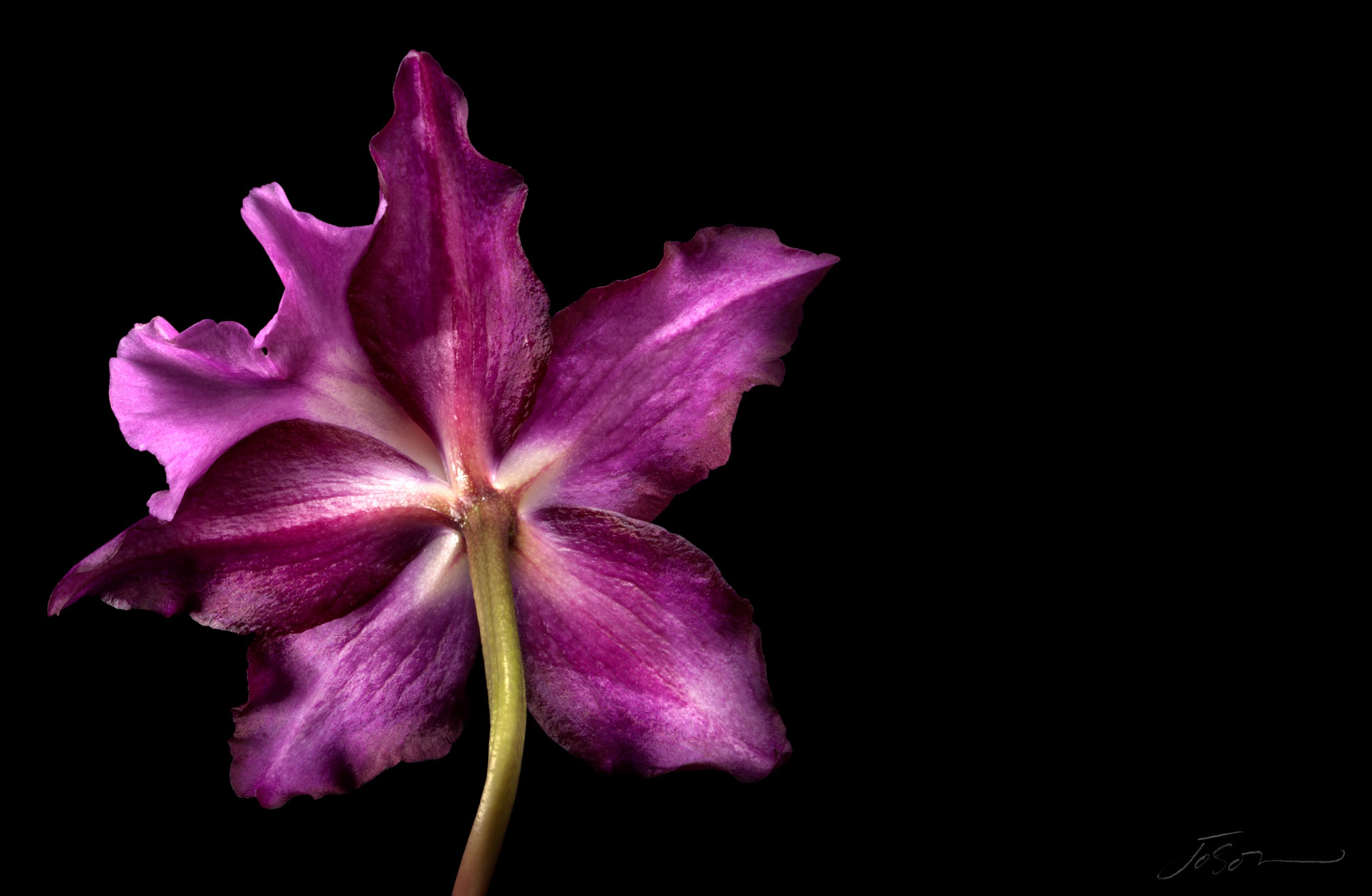 Purple Orchid --Orchidaceous 