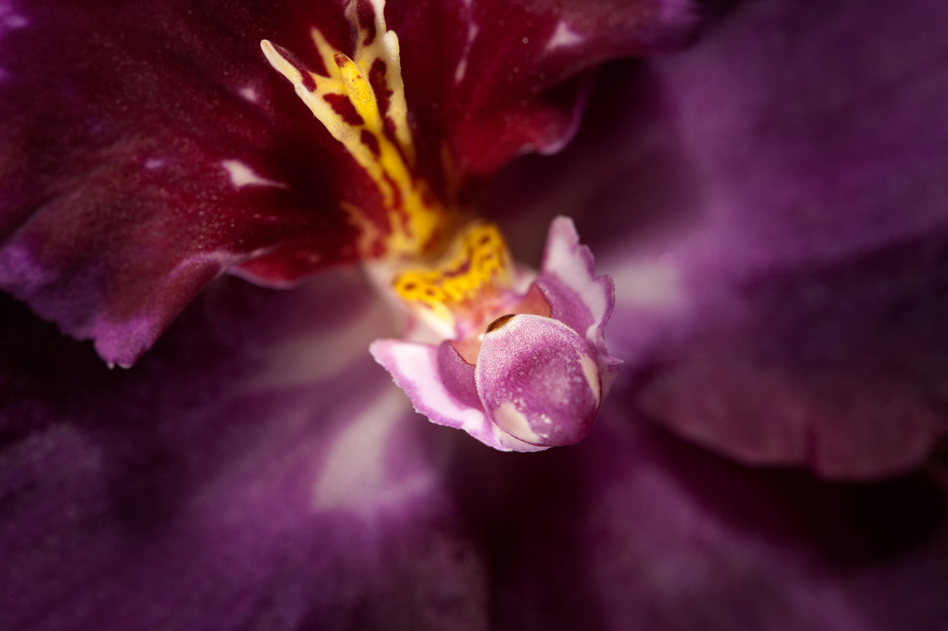 joSon_Orchid_flower_45.jpg