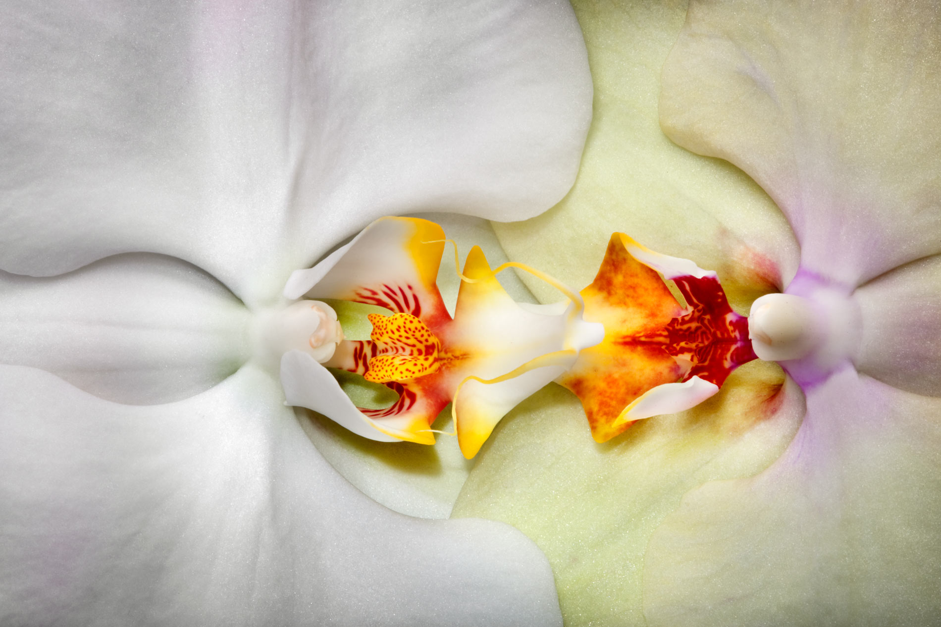 White Moth Orchids --Phalaenopsis by joSon